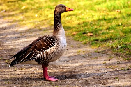 Greylag goose animal feather