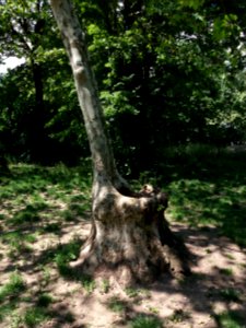 Lyon 4e - Jardin d'Ypres, platane 06272