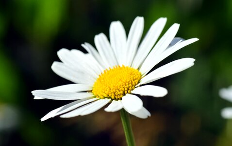 Bloom white yellow