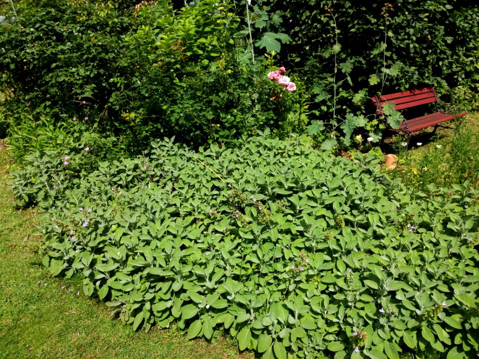Lyon 4e - Jardin de la Belle Allemande - Sauge