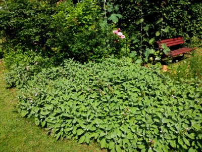 Lyon 4e - Jardin de la Belle Allemande - Sauge