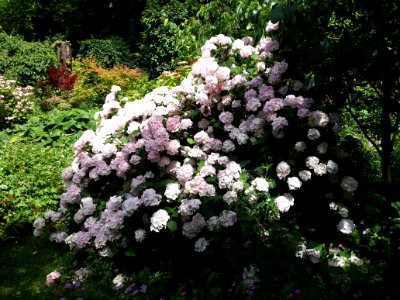 Lyon 4e - Jardin de la Belle Allemande - Hortensia Glyn Church - Hydrangea Macrophylla
