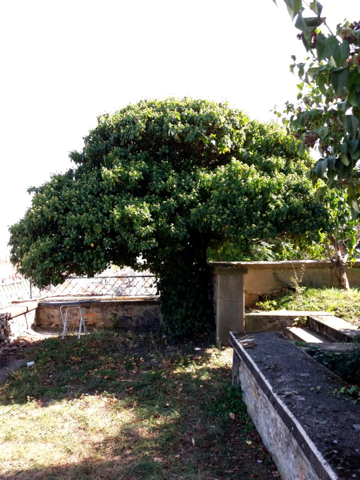 Lyon 5e - Chemin de Montauban - Couvent des Carmes déchaussés, jardins (03)