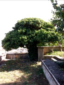 Lyon 5e - Chemin de Montauban - Couvent des Carmes déchaussés, jardins (03)