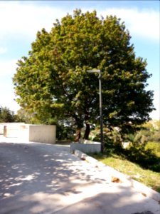 Lyon 5e - Chemin de Montauban - Couvent des Carmes déchaussés, jardins (05)