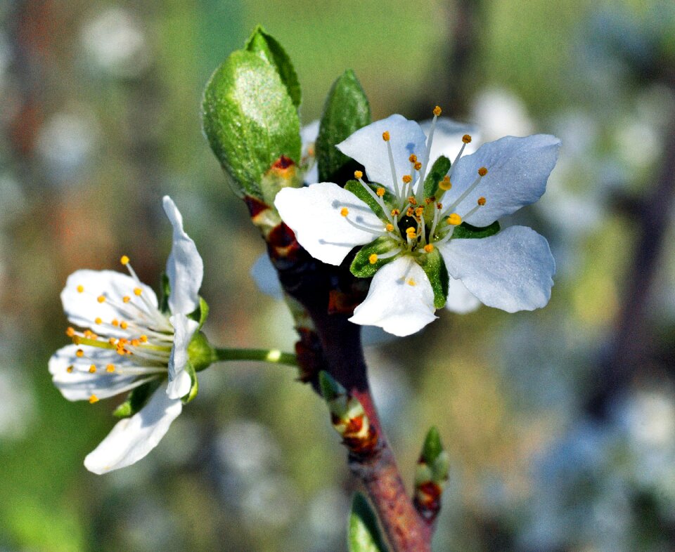 Garden white flower tree
