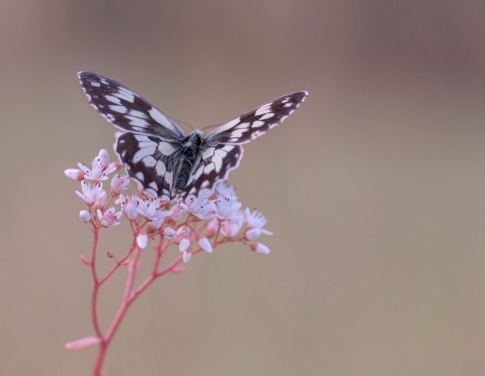 Nature blossom bloom