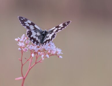 Nature blossom bloom