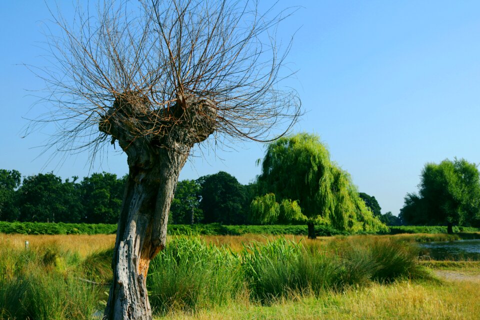 Trees bushy park summer