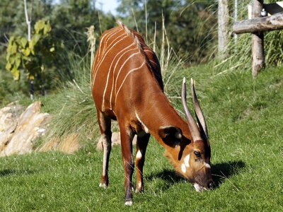 Africa tragelaphus eurycerus antelopes