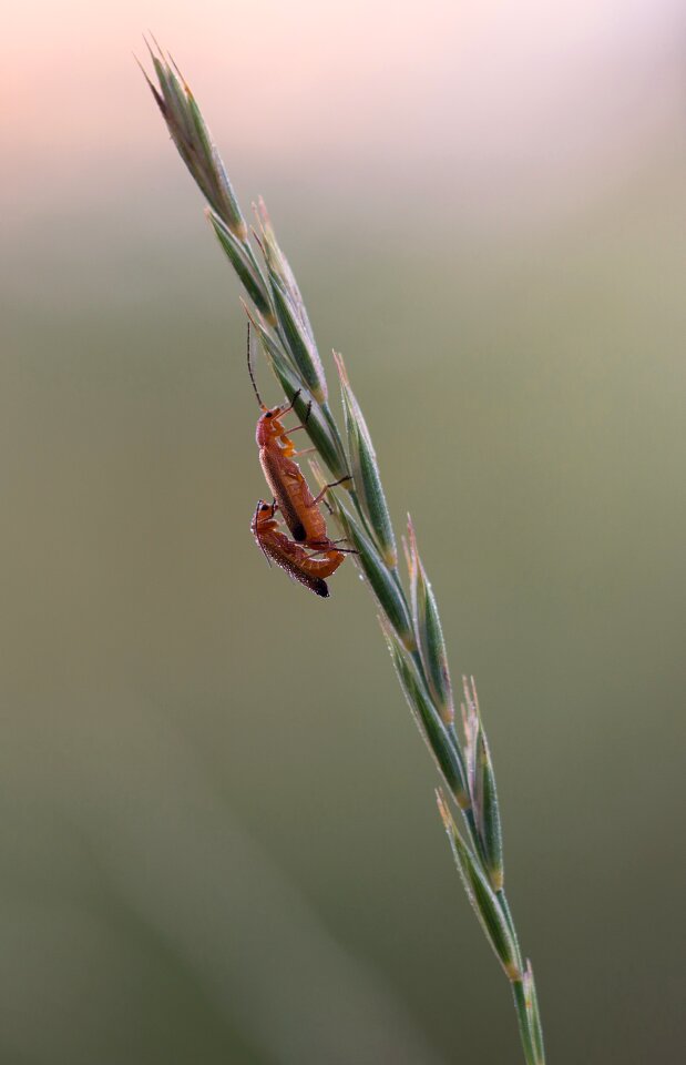 Nature insect red photo