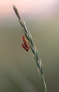 Nature insect red photo