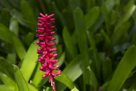 Petal plant spring