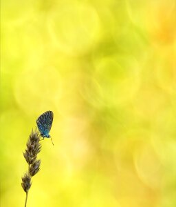 Butterflies blue restharrow's blue photo