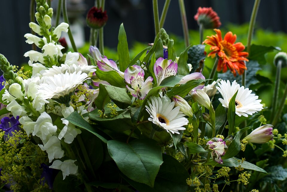 Garden bouquet bloom