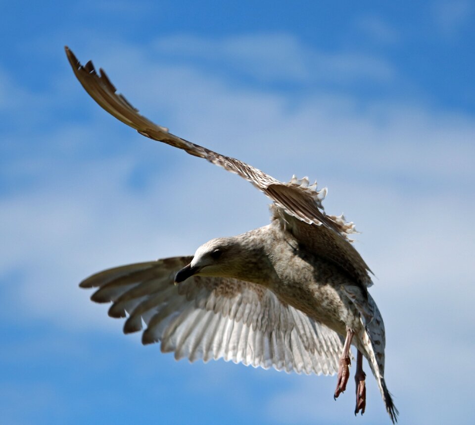 In flight herring gull sky