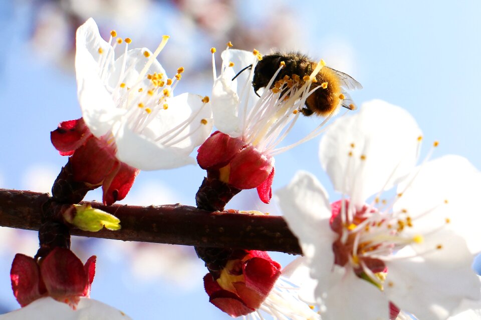 Flower nature spring
