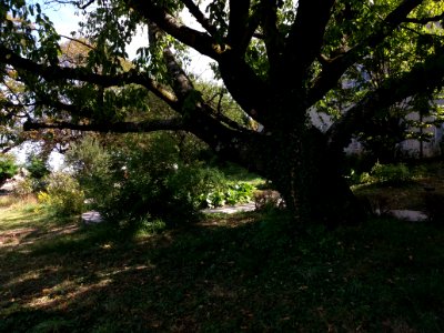 Lyon 5e - Chemin de Montauban - Couvent des Carmes déchaussés, jardins (13)