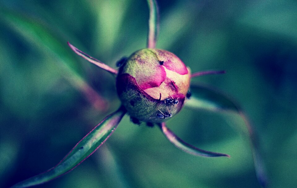 Flower flower bud macro