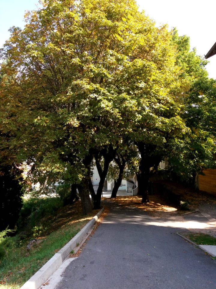 Lyon 5e - Chemin de Montauban - Couvent des Carmes déchaussés, jardins (17)