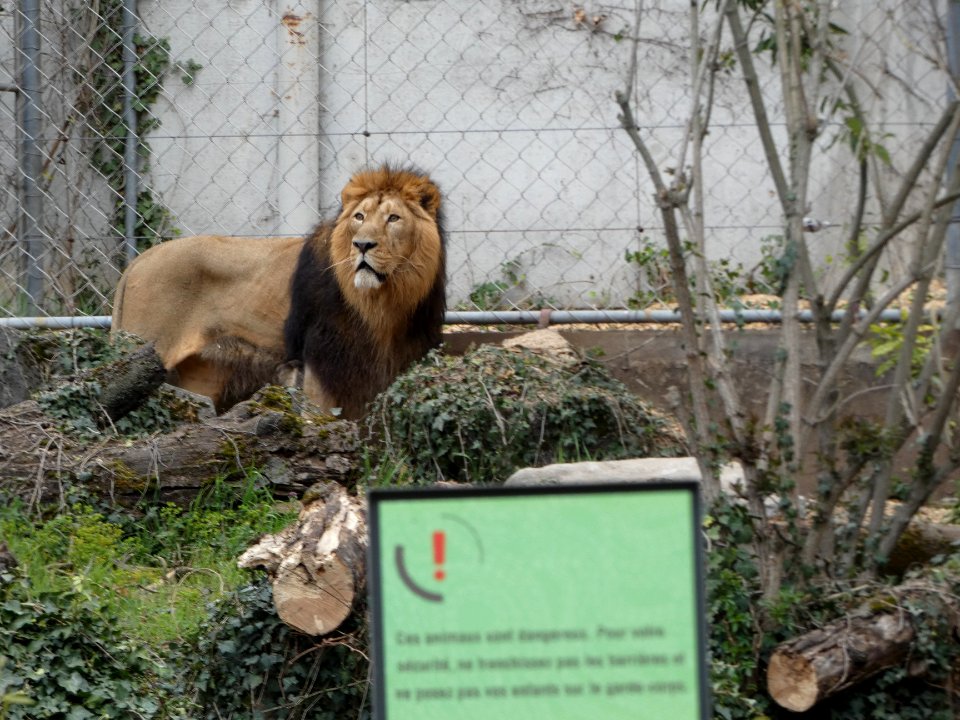 Lyon 6e - Parc de la Tête d'Or - Lion