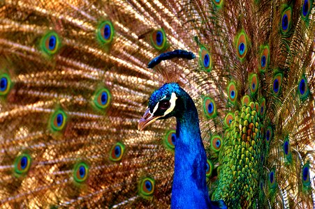 Poultry feather animal