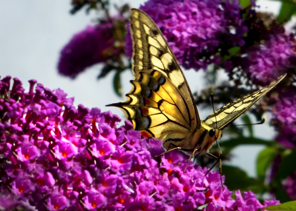 Garden nature insect