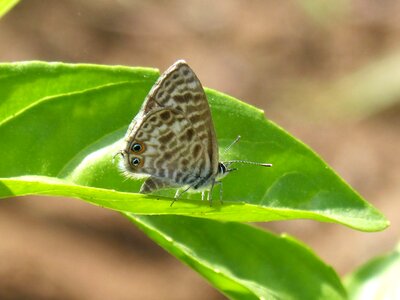 Detail blaveta dels guisantes lepidopteran