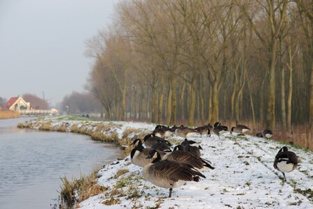 Delft wood netherlands