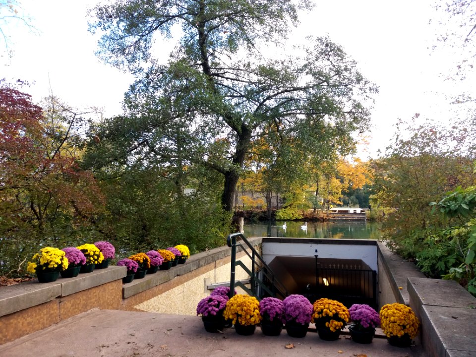 Lyon 6e - Parc de la Tête d'Or - Allée du Souvenir Français, lendemain de la commémoration du 11 novembre en 2019 (13)