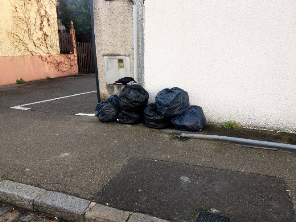 Lyon 7e - Rue André Bollier, corbeau qui fouille les poubelles