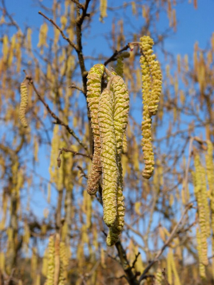 Flower flowery flowery hazel