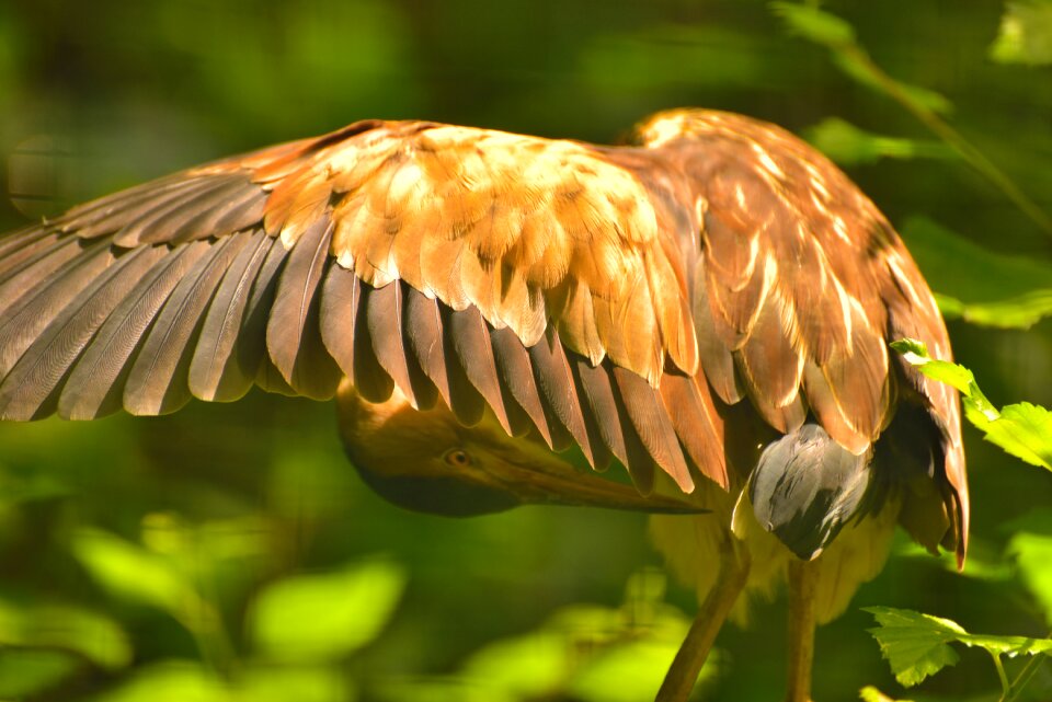 Animal plumage bird feather