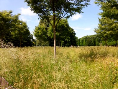 Lyon 6e - Parc de la Tête d'Or, allée du Soleil, espace nature à l'angle de l'allée de Ceinture