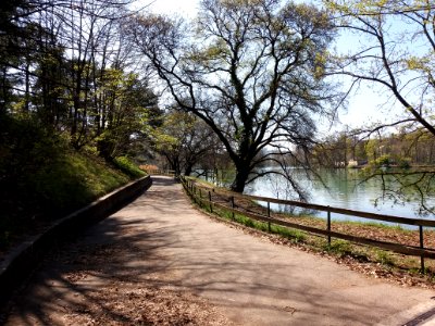 Lyon 6e - Parc de la Tête d'Or, allée de Belle Vue (3)