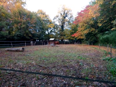 Lyon 6e - Parc de la Tête d'Or - Enclos des chevaux et poneys