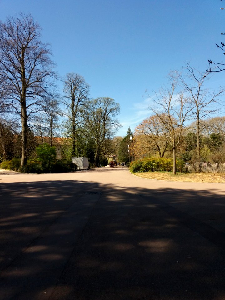 Lyon 6e - Parc de la Tête d'Or, allée de la Volière, côté ouest en traversant l'allée du Pré Fleuri