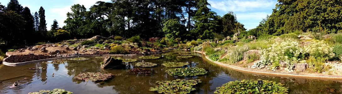 Lyon 6e - Parc de la Tête d'Or - Jardin alpin - Nymphéas