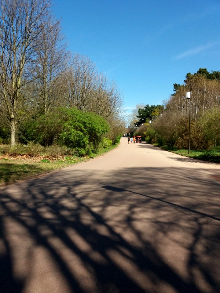 Lyon 6e - Parc de la Tête d'Or, allée du Chalet, côté sud depuis l'allée des Ormeaux