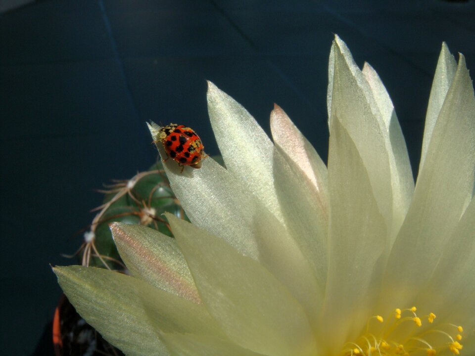 Fauna insects beetle