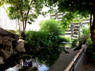 Lyon 6e - Jardin aquatique rue Félix Jacquier, pigeons