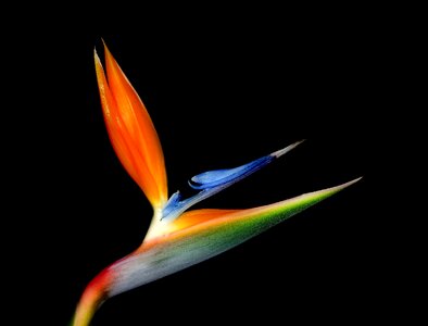 Floral tropical exotic