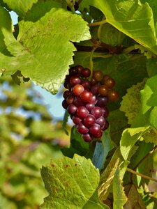 Vineyard vines vine photo