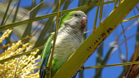 Fauna birds parakeet