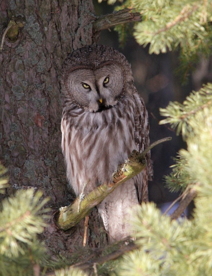 Wildlife nature strix nebulosa