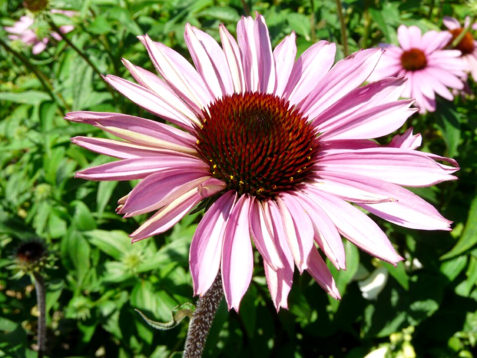 Close up flower plant