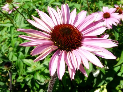 Close up flower plant photo
