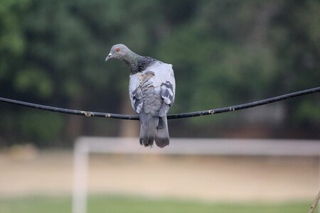 Bird sitting curious photo