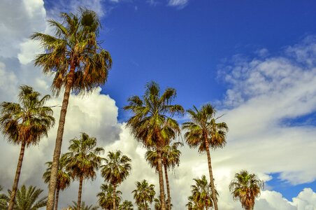 Tropical nature exotic