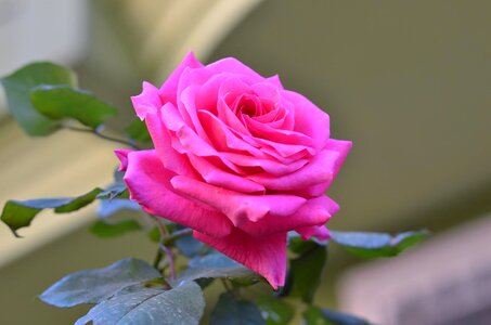 Flower macro love